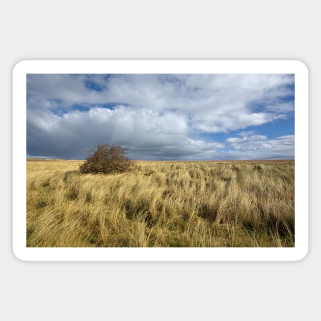 Northumberland Skies Sticker by StephenJSmith